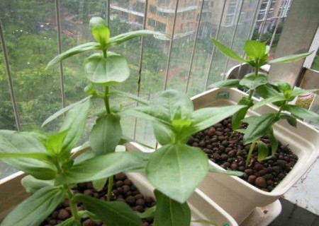 盆栽百日草摘心方法