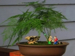 盆栽文竹的修剪方法