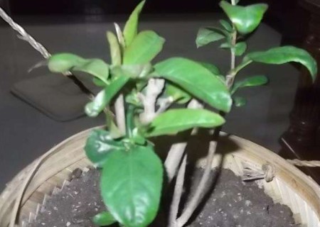 梅花盆栽摘心图片
