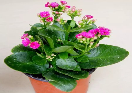 盆栽长寿花怎么摘心