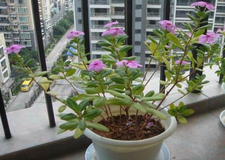 盆栽长春花怎样摘心