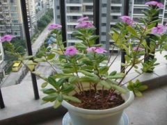 盆栽长春花怎样摘心