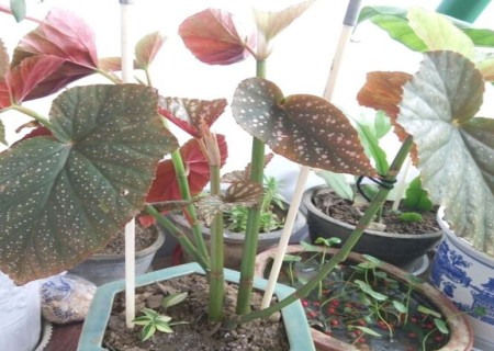 竹节海棠怎么修剪