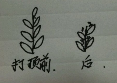 盆栽矮牵牛怎么打顶2