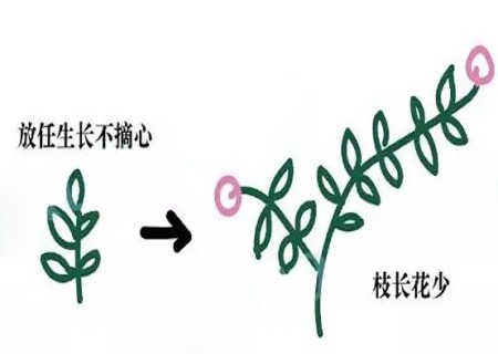 盆栽矮牵牛如何摘心2