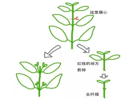 盆栽矮牵牛如何摘心4
