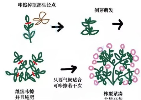 盆栽矮牵牛如何摘心3