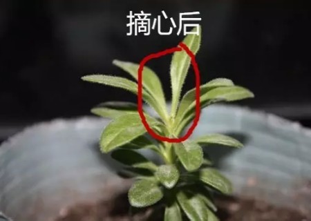 盆栽打顶摘心的方法3