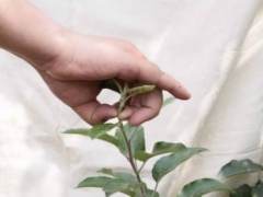 盆栽打顶摘心的方法