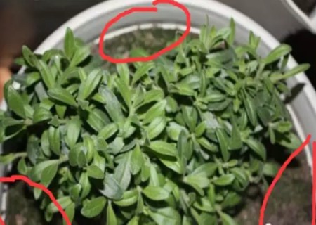 盆栽打顶摘心的方法4