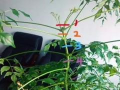 盆栽幸福树修剪示意图