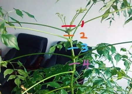 盆栽幸福树修剪示意图1