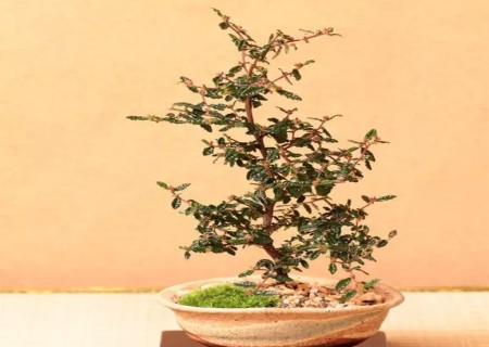 盆栽花椒树修剪技术图解1