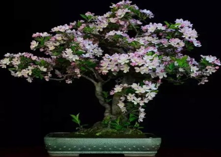 海棠花盆景怎么修剪1