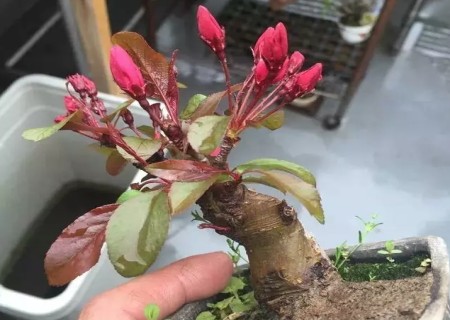 海棠花盆景怎么修剪2