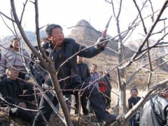 梨树的修剪是多种修剪方法的综合运用