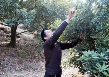 果树外围枝生长过于旺盛的处理