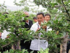 果树疏剪方法