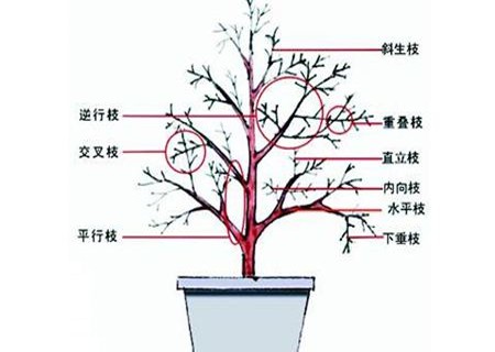 梨树竞争枝的控制和处理
