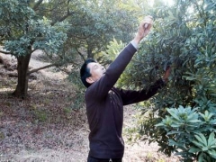 果树外围枝生长过于旺盛的处理