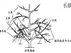 梨树的长放、缩剪和别枝