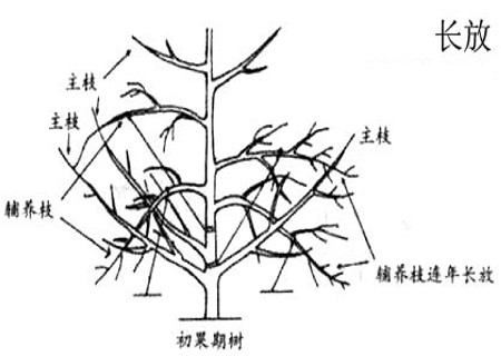 梨树的长放、缩剪和别枝1