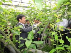 梨树怎么摘心