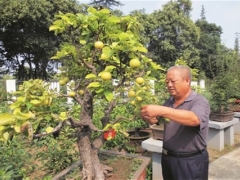 梨树盛果期修剪技术