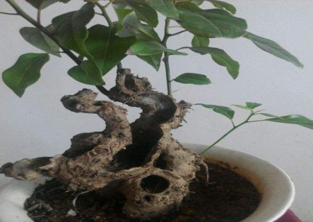 香樟树怎么修剪