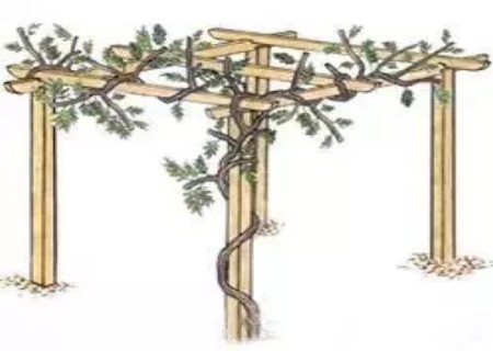 紫藤修剪图解2