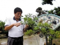 山松盆景修剪控针方法