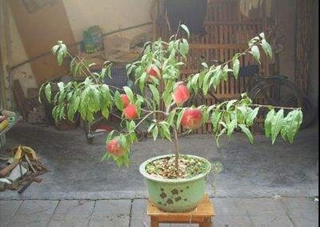 映霜红桃树夏季修剪技术