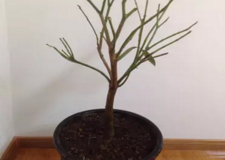 鹅掌柴的修剪方法图4