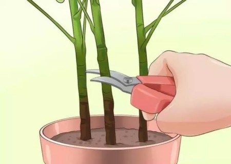 盆栽鸭脚木修剪方法图解4