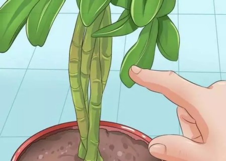 盆栽鸭脚木修剪方法图解1