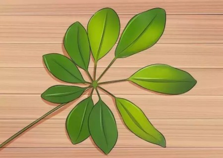 盆栽鸭脚木修剪方法图解3