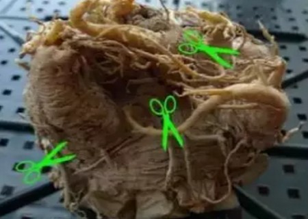 多肉植物如何修根6