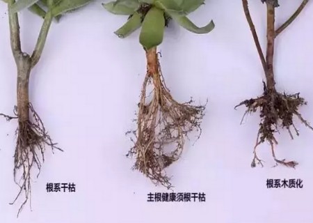 多肉植物如何修根2