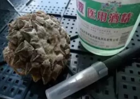 多肉植物如何修根9