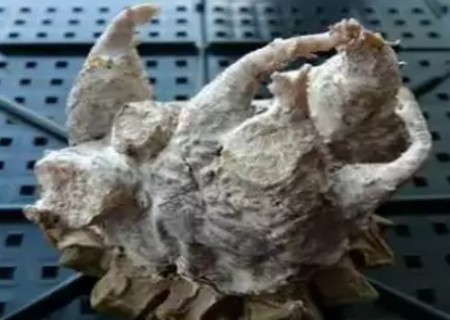 多肉植物如何修根10