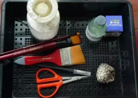 多肉植物如何修根5