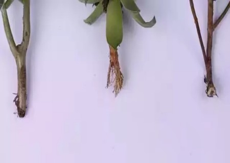多肉植物如何修根3