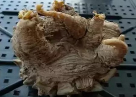 多肉植物如何修根7