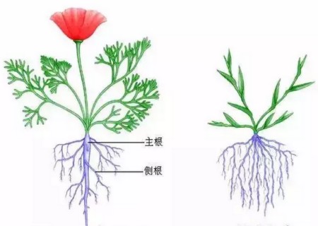 多肉植物如何修根1