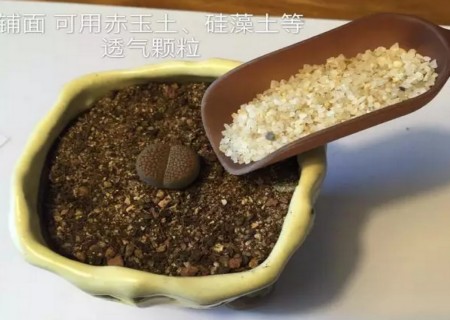 生石花怎么修根9
