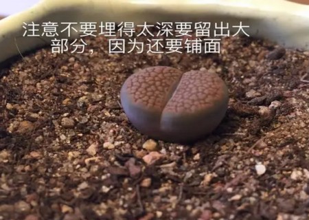 生石花怎么修根8