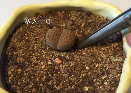 生石花怎么修根7
