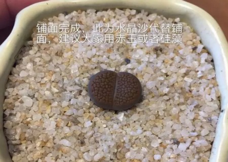 生石花怎么修根10