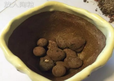 生石花怎么修根5