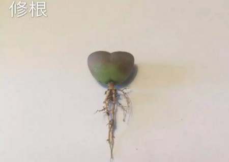 生石花怎么修根2
